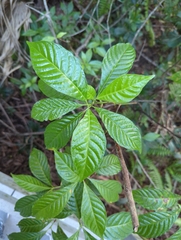 Psychotria nervosa