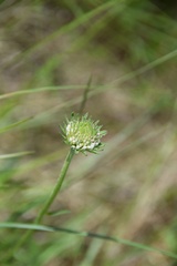 Marshallia caespitosa