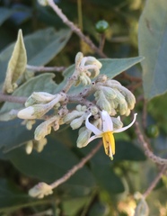 Solanum donianum