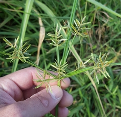 Cyperus sphacelatus