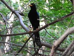 Cyanocorax yucatanicus
