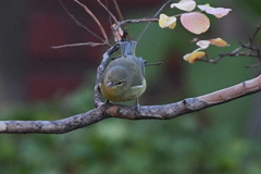 Leiothlypis celata lutescens