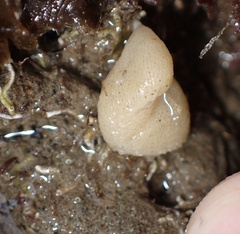 Calcarea