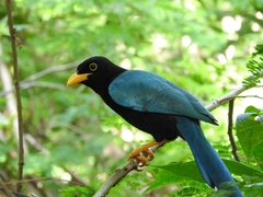 Cyanocorax yucatanicus