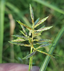 Cyperus sphacelatus