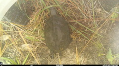 Deirochelys reticularia