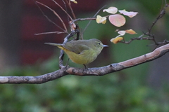 Leiothlypis celata lutescens