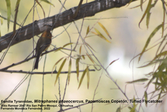 Mitrephanes phaeocercus