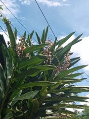 Alpinia zerumbet