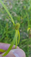 Cyperus brevifolius