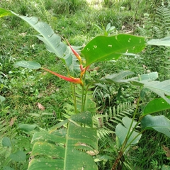 Heliconia latispatha
