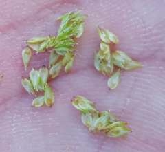 Cyperus brevifolius