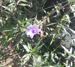Ruellia squarrosa