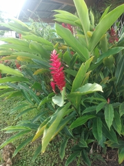 Alpinia purpurata image