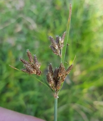Fimbristylis dichotoma