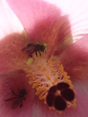 Trigona fulviventris