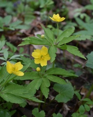 Anemonoides ranunculoides
