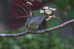 Leiothlypis celata lutescens