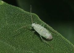 Orthotylus coagulatus