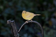 Leiothlypis celata lutescens
