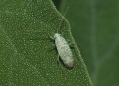 Orthotylus coagulatus