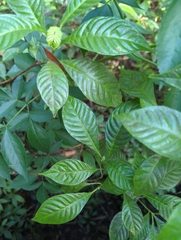 Psychotria nervosa