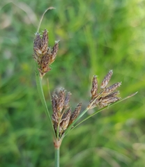 Fimbristylis dichotoma