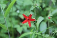 Silene virginica