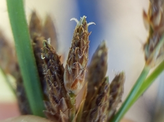 Fimbristylis dichotoma