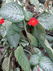 Episcia cupreata