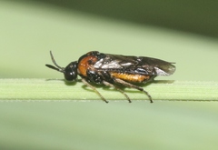 Sterictiphorinae
