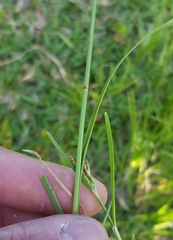 Fimbristylis dichotoma