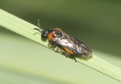 Sterictiphorinae