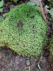 Claopodium rostratum