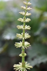 Equisetum pratense image