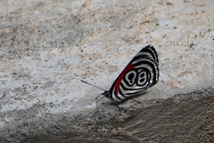 Diaethria