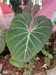 Philodendron gloriosum
