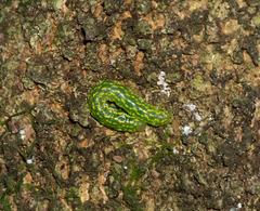 Austramathes purpurea