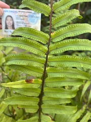 Nephrolepis