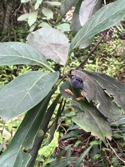 Persea borbonia