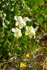 Cyanella alba flavescens