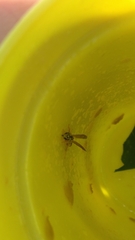 Mischocyttarus basimacula