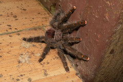Avicularia juruensis