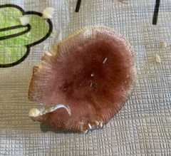 Russula mariae
