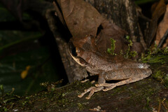 Osteocephalus yasuni