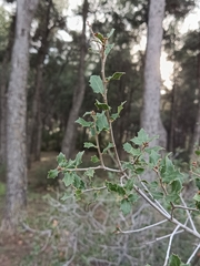 Quercus coccifera