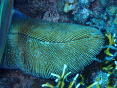 Ctenactis crassa