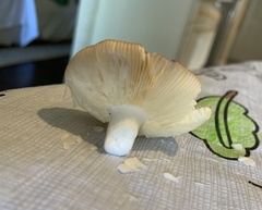Russula mariae