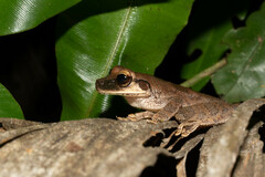 Osteocephalus yasuni