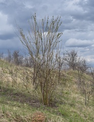 Salix cinerea